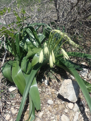 Crinum xerophilum image