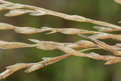 Puccinellia intermedia