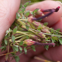 Oxalis heterophylla