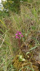 Orchis quadripunctata