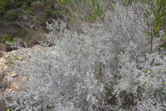 Aspalathus pedunculata