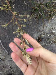 Corispermum intermedium