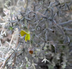 Aspalathus pedunculata