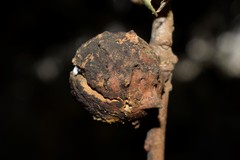 Andricus sternlichti