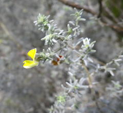 Aspalathus pedunculata