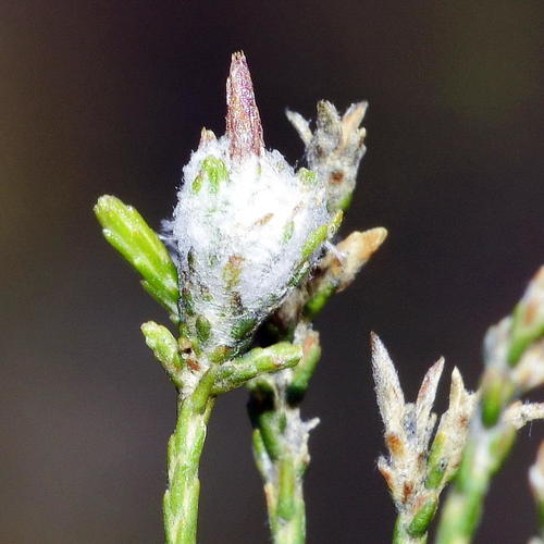 Afrolasioptera tumida · iNaturalist