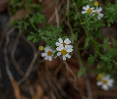 Perityle coronopifolia