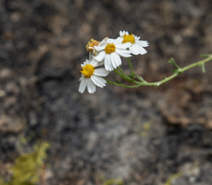 Perityle coronopifolia