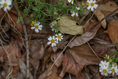 Perityle coronopifolia