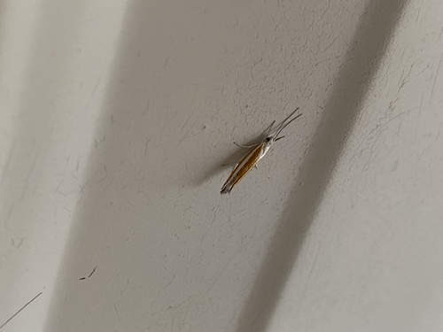 Ypsolopha gerdanella photo 5