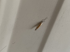 Ypsolopha gerdanella