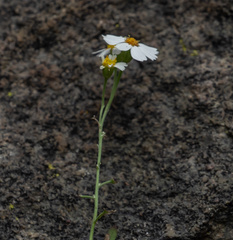 Perityle coronopifolia