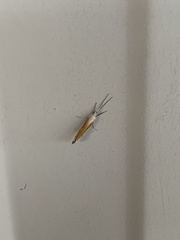 Ypsolopha gerdanella