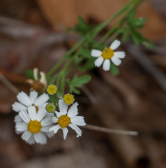 Perityle coronopifolia