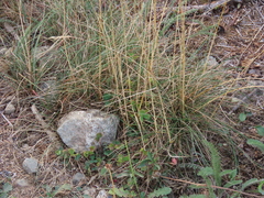 Festuca rubra commutata