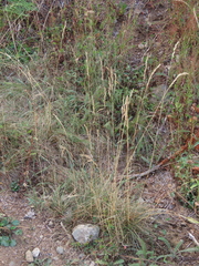 Festuca rubra commutata