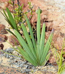 Freesia occidentalis