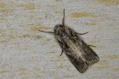 Spodoptera littoralis