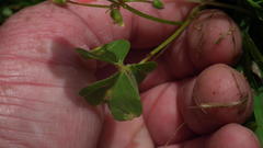 Oxalis stenorrhyncha