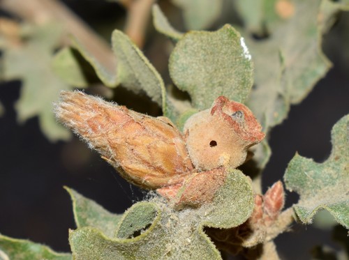 Andricus bakrachus · iNaturalist