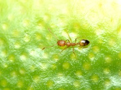 Monomorium pharaonis