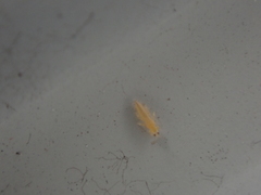 Frankliniella