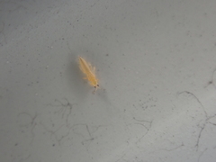 Frankliniella