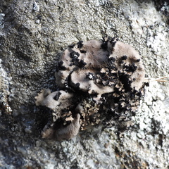 Umbilicaria polyrrhiza