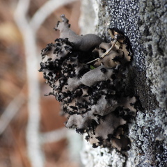 Umbilicaria polyrrhiza