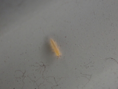 Frankliniella