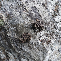 Umbilicaria polyrrhiza