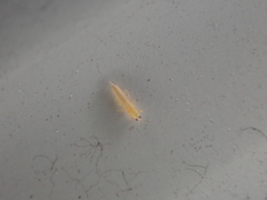 Frankliniella