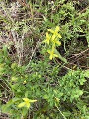Hypericum cistifolium