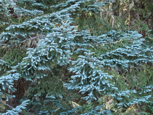 noble fir
