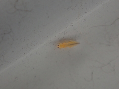 Frankliniella