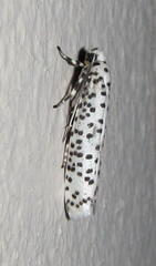 Yponomeuta strigillatus