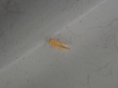 Frankliniella