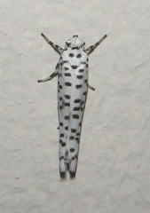 Yponomeuta strigillatus