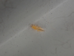 Frankliniella