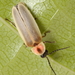 Little Gray Firefly - Photo (c) Stephen Luk, some rights reserved (CC BY-NC), uploaded by Stephen Luk