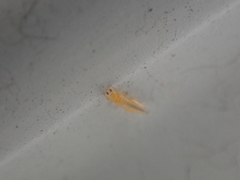 Frankliniella