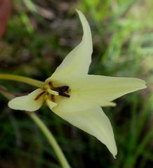 Gladiolus leptosiphon