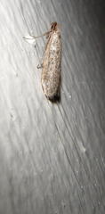 Adelidae