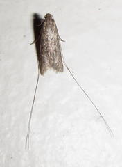 Adelidae