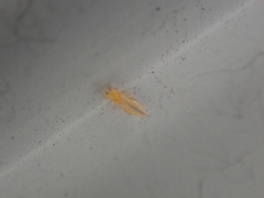 Frankliniella