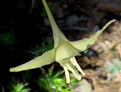 Gladiolus leptosiphon
