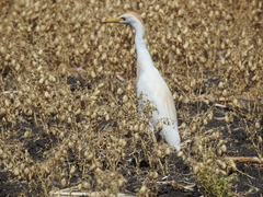 Bubulcus ibis