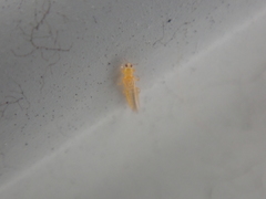 Frankliniella