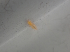 Frankliniella