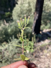 Stevia micrantha